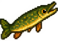 강꼬치고기